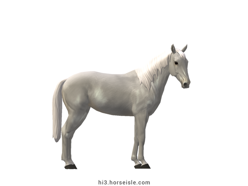 Brazilian Sport Horse White Grey Coat